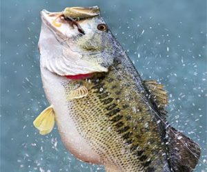 Black Bass